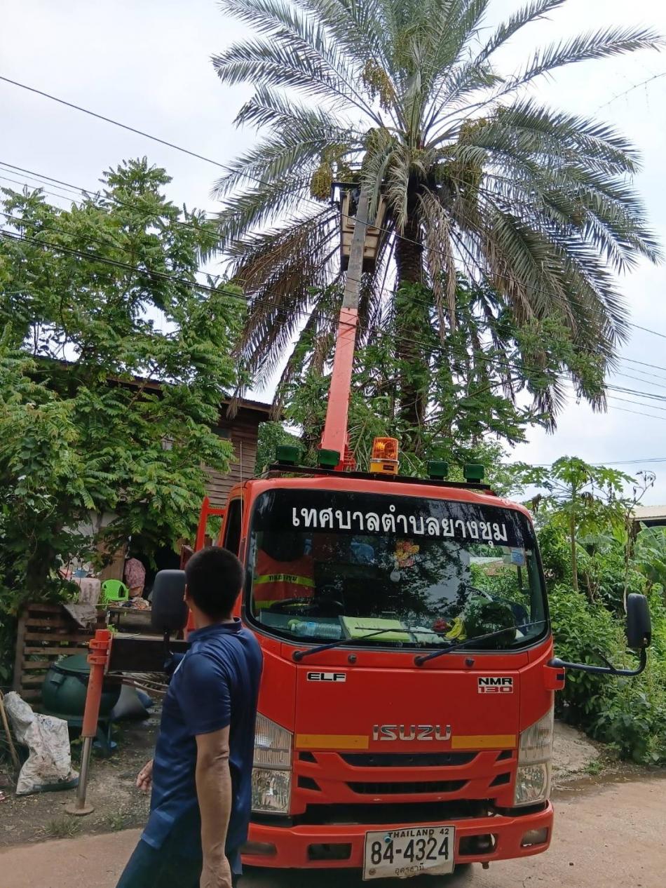 วันที่ 22 พฤษภาคม  2569 ทีมกองช่างลงพื้นที่อำนวยความสะดวกตัดต้นไม้ในพื้นที่เขตเทศบาลตำบลยางชุม หมู่ที่ 5 บ้านบ้านถิ่น อำเภอกุดจับ จังหวัดอุดรธานี